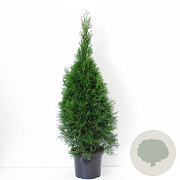 Thuja occ. 'Smaragd' 80-100 cm 7,5L
