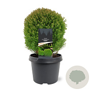Thuja occ. 'Teddy' 20-25 cm 3,0L
