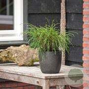 Thuja pl. 'Whipcord' 20-25 cm 3,0L