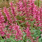 Agastache 'Morello' GM P9