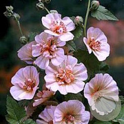 Alcalthaea suffr. 'Parkfrieden' GM P9