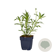 Coreopsis 'Redshift' GM  P11
