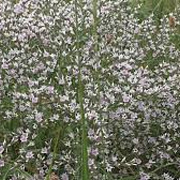 Goniolimon tataricum GM P9