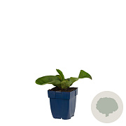 Pulmonaria ang. 'Azurea' GM  P11