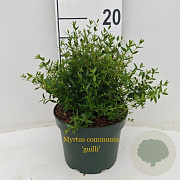 Myrtus communis 'guilli' 30-40 cm 3,0L