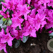 Rhododendron (AJ) Lady Dark 25-30 cm 2,0L