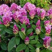 Rhododendron 'Pink Purple Dream' 30-40 cm 5,0L struik
