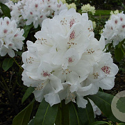 Rhododendron 'Schneebukett' 25-30 cm 2,0L