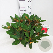 Rhododendron 'Vollblut' 30 cm 5,0L