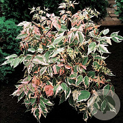 Acer negundo 'Flamingo' 8-10 HO container