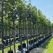 Acer pseudoplatanus 10-12 HO container