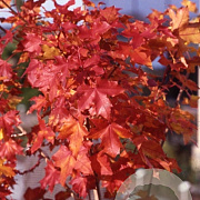 Acer Pacific Sunset 12-14 HO container