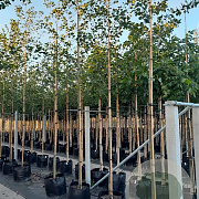 Alnus glutinosa 12-14 HO container