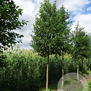 Alnus glutinosa 16-18 HO draadkluit 3 X verplant
