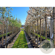Amelanchier laevis 'Snowflakes' 8-10 HO container