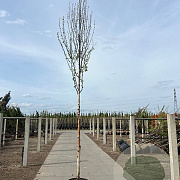 Betula albosinensis 'Fascination' 14-16 HO container