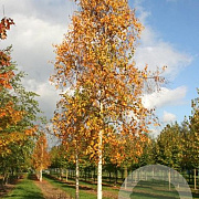 Betula ermanii 12-14 HO draadkluit