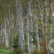 Betula pendula 200-250 cm container solitair