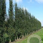 Betula p. 'Fastigiata' 6-8 HO container geveerd