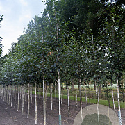 Betula utilis 'Doorenbos' 10-12 HO draadkluit 3 X verplant