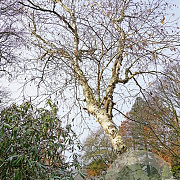 Betula utilis 200-250 cm container solitair