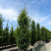 Carpinus bet. 'Fastigiata' 20-25 HO draadkluit geveerd 3 X verplant