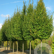 Carpinus bet. 'Frans Fontaine' 250-300 cm container geveerd