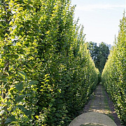 Carpinus bet. 'Lucas' 350-400 cm container geveerd
