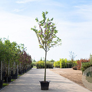 Cercis siliquastrum 8-10 HO container