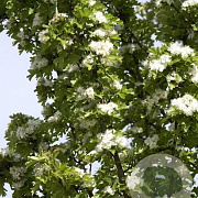 Crataegus monogyna 'Stricta' 10-12 HO container