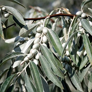 Elaeagnus angustifolia 200-250 cm container solitair