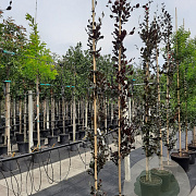 Fagus syl. 'Dawyck Purple' 8-10 HO container geveerd