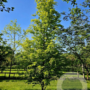 Fagus syl. 'Rohan Gold' 200-250 cm draadkluit
