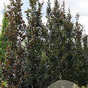 Fagus syl. 'Rohan Obelisk' 6-8 HO container geveerd