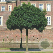 Fraxinus o. 'Mecsek' 10-12 HO container 225 cm stam
