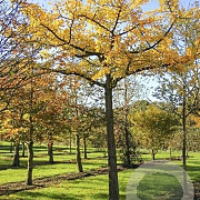 Ginkgo bil. 'Horizontalis' 20-25 HO container 225 cm stam