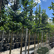 Ginkgo biloba 12-14 HO container