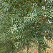 Hippophae salicifolia 'Robert' 6-8 HO container