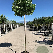 Liquidambar s. 'Gum Ball' 10-12 HO container 180 cm stam