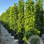 Liquidambar s. 'SlenderSilhouette' 200-250 cm container geveerd