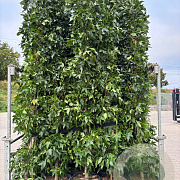 Liquidambar s. 'SlenderSilhouette' 250-300 cm container geveerd