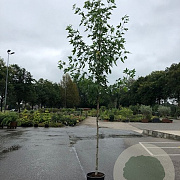 Liquidambar s. 'Worplesdon' 10-12 HO container