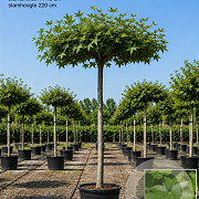 Liquidambar s. 'Worplesdon' 12-14 HO container dakvorm