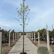 Liriodendron tulipifera 10-12 HO container