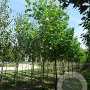 Liriodendron tulipifera 200-250 cm container solitair