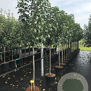 Malus d. 'Elstar' 8-10 HA container