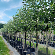 Malus d. 'Jonagold' 10-12 HA container