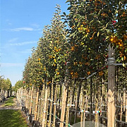 Malus 'Golden Hornet' 12-14 HO container