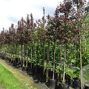 Malus 'Mokum' 12-14 HO container