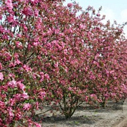 Malus 'Mokum' 16-18 HO draadkluit 3 X verplant